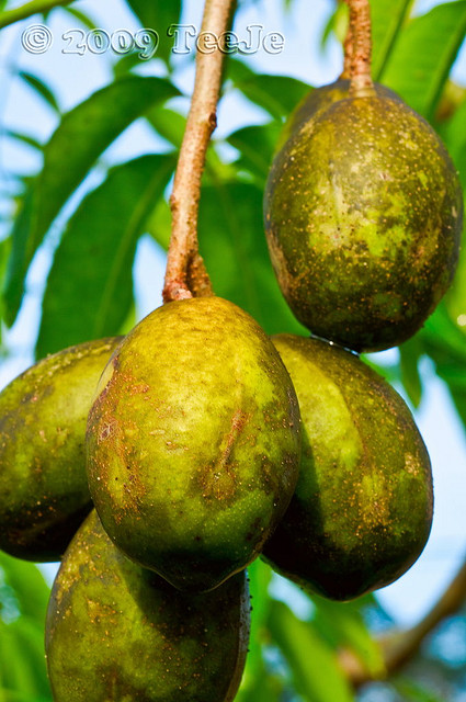 اسپاندیاس پیناتا - معرفی درختان میوه